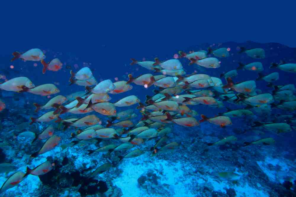an underwater picture with several different fish on a coral