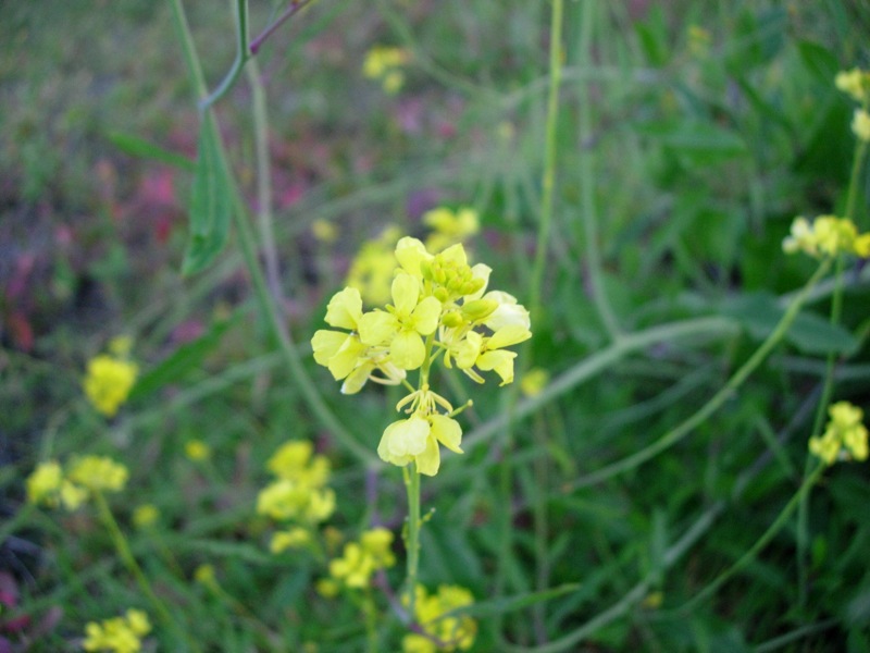 a small yellow flower growing in a field