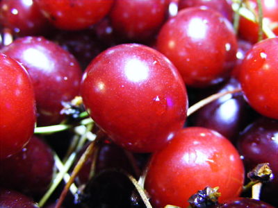 a large group of cherries laying in hay