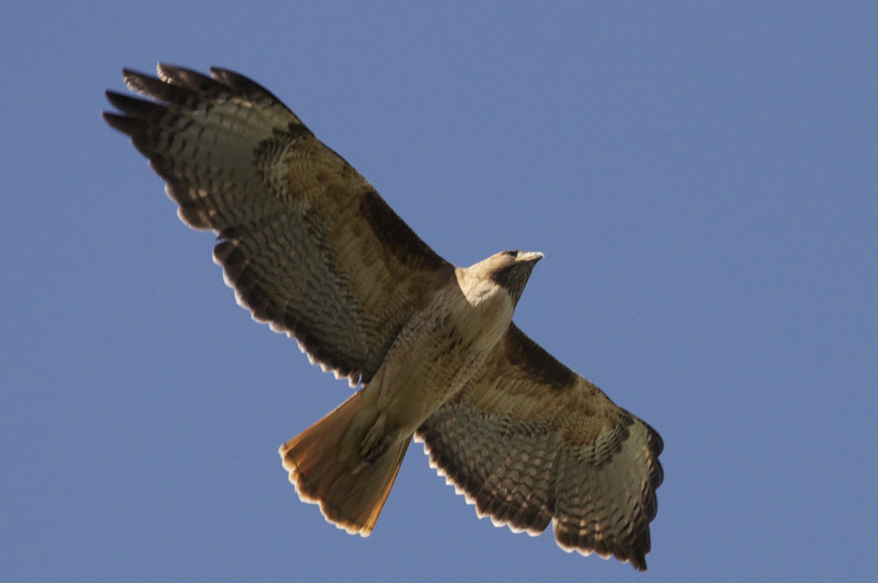 an adult hawk soaring in the sky over the ground