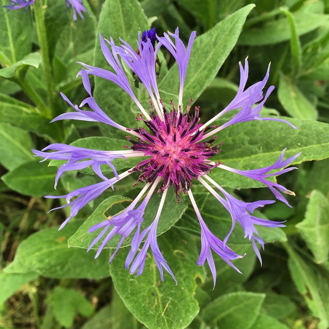 a purple flower with lots of green leaves on it