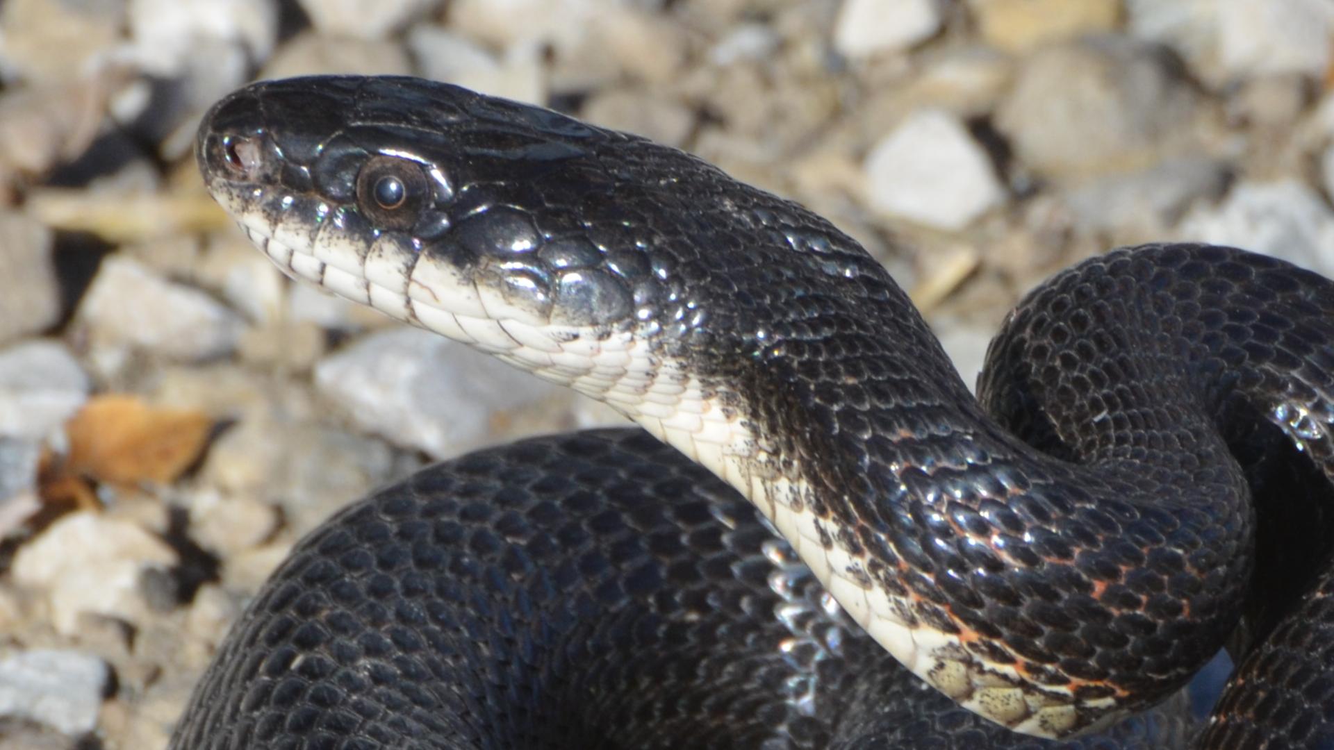 a snake is pictured in a close up picture