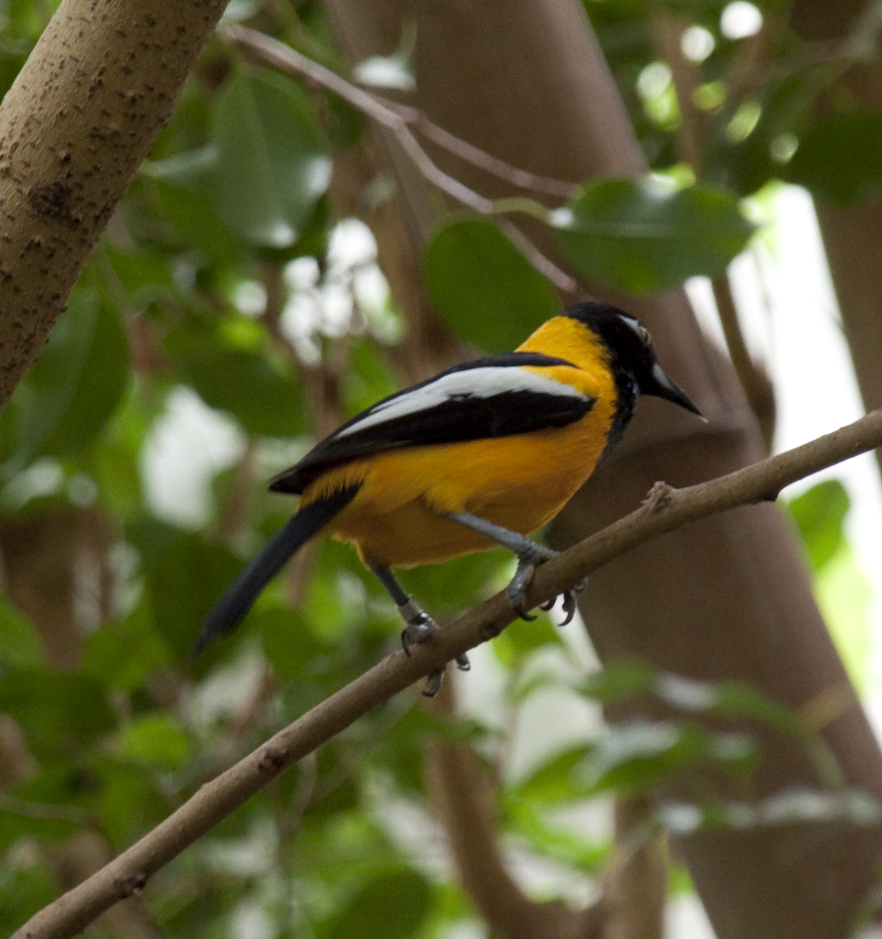 the bird is perched on the nch of a tree