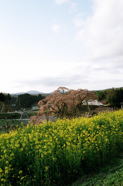 trees, bushes and a lot of flowers near a bridge