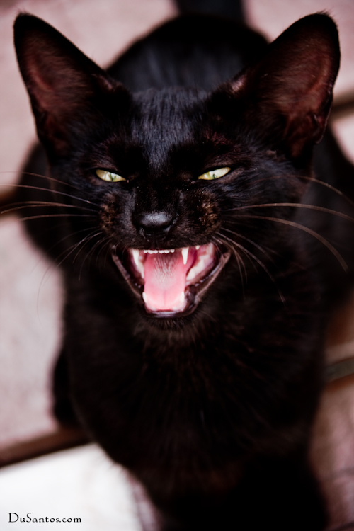 a black cat has it's mouth open and shows some sharp teeth
