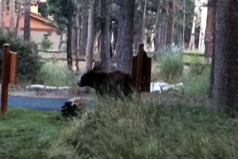 there is a black bear in the woods
