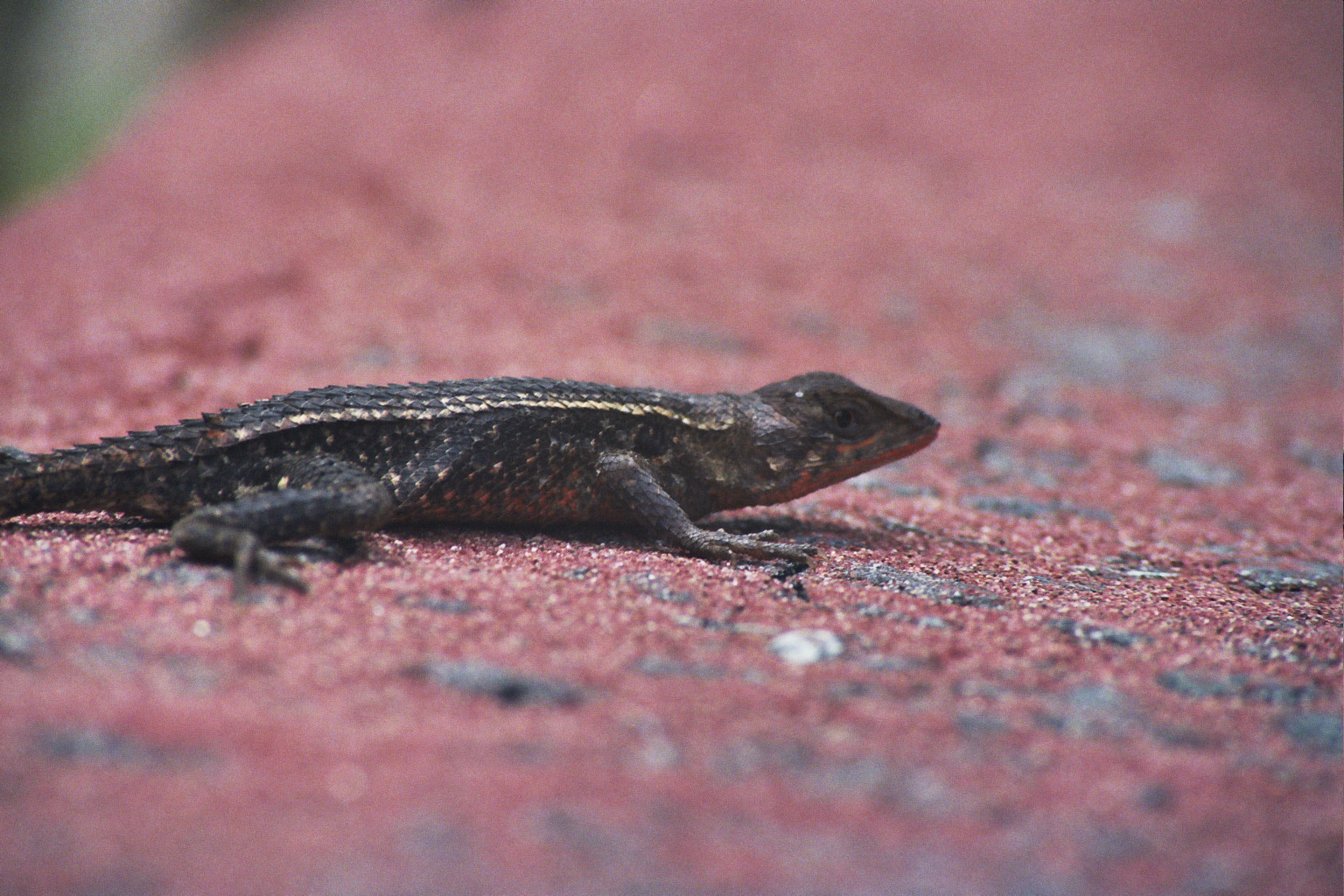 a brown and black lizard laying on the ground
