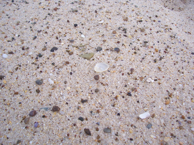 a sandy area covered with different colored shells