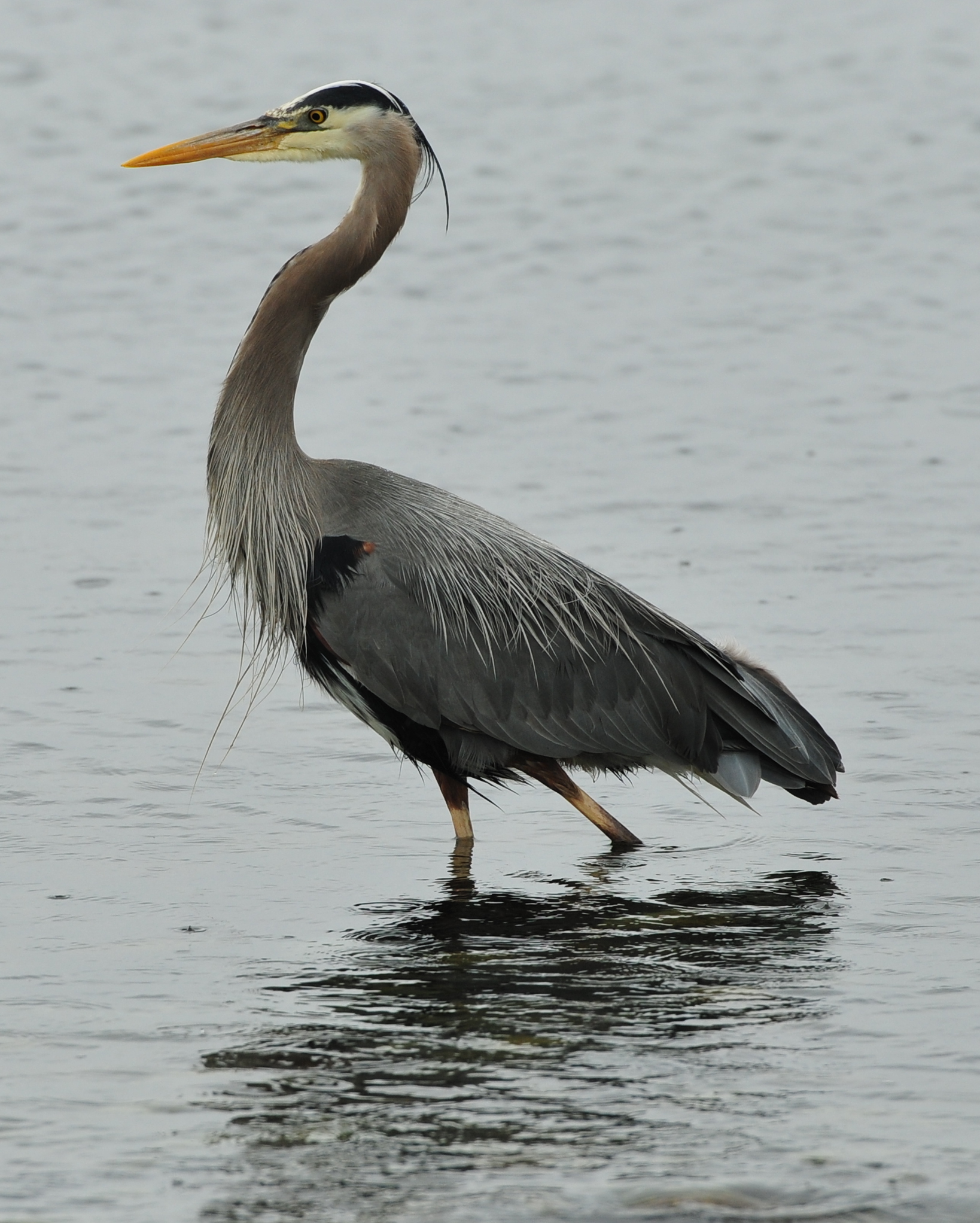 a large bird standing in the water looking down