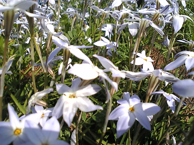 some pretty white flowers growing on top of a grass field