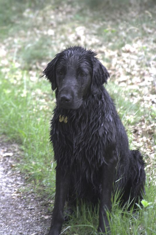 a black dog sitting on a path covered with rain