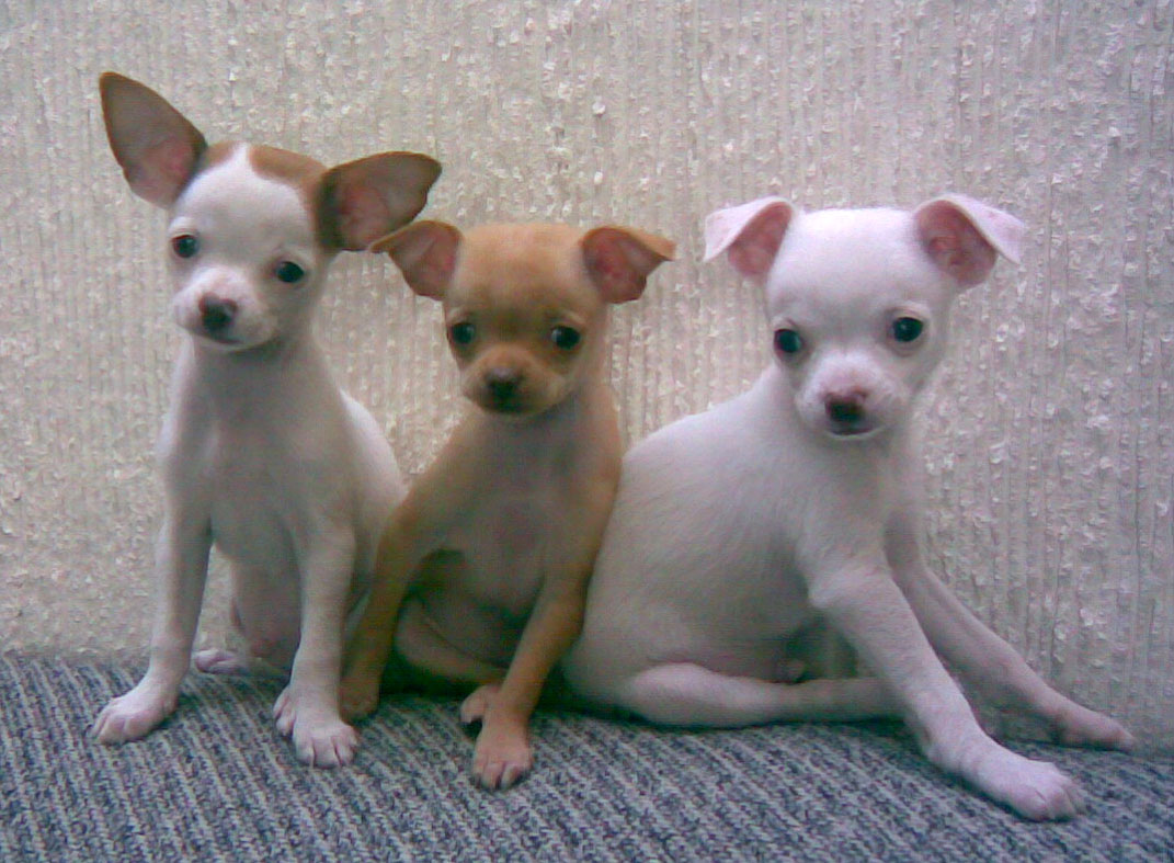 three small dogs are standing in a row