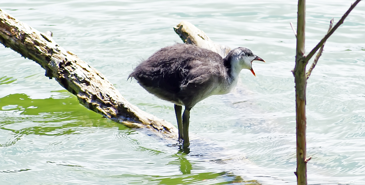 the bird is standing on a log that's in the water