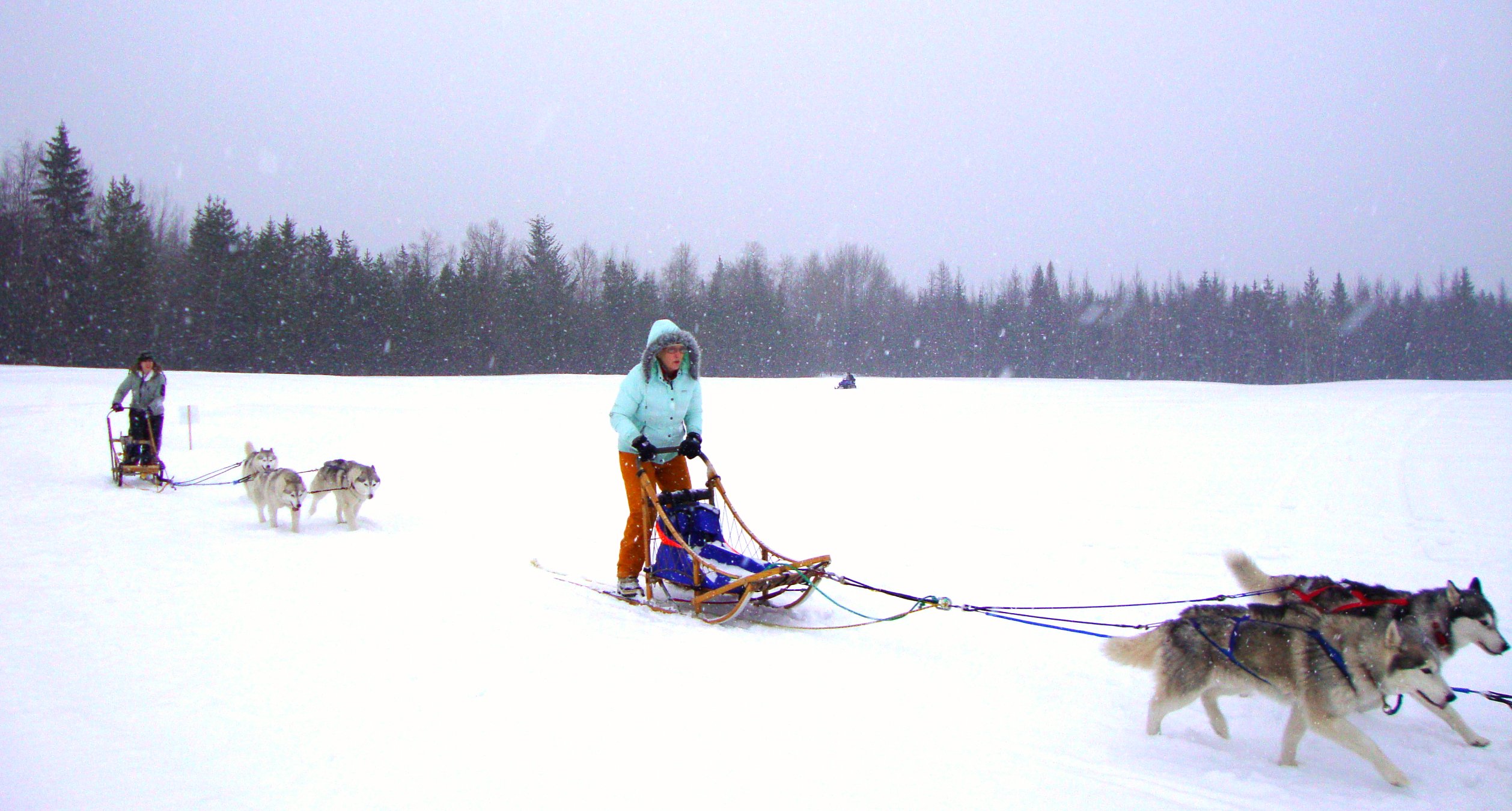 a person with two dogs in the snow