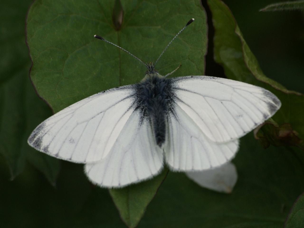 a white and black erfly sitting on a leaf