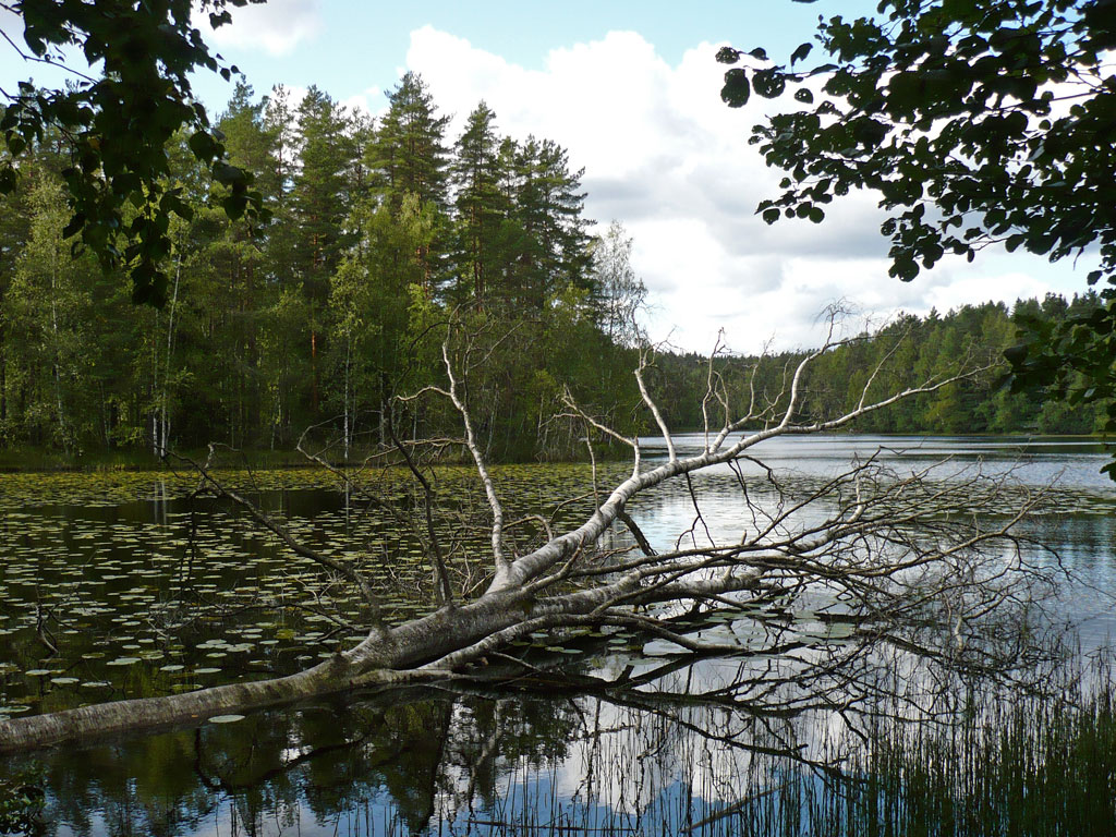 a tree fallen on a lake by the shore