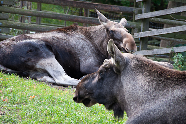 three donkey sitting in the grass and some are looking at one another
