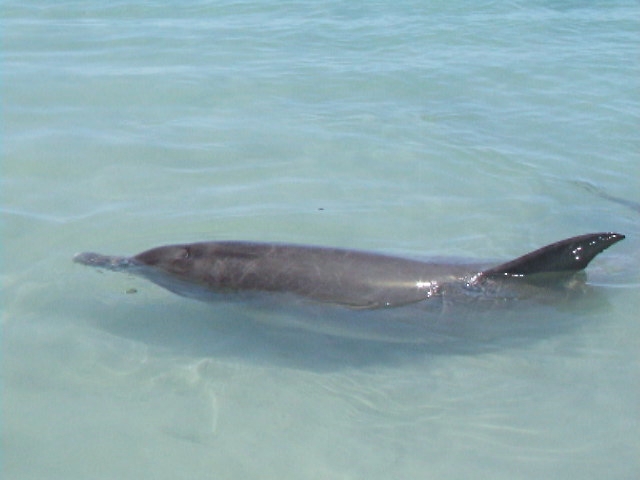 a close up of a small dolphin in the water