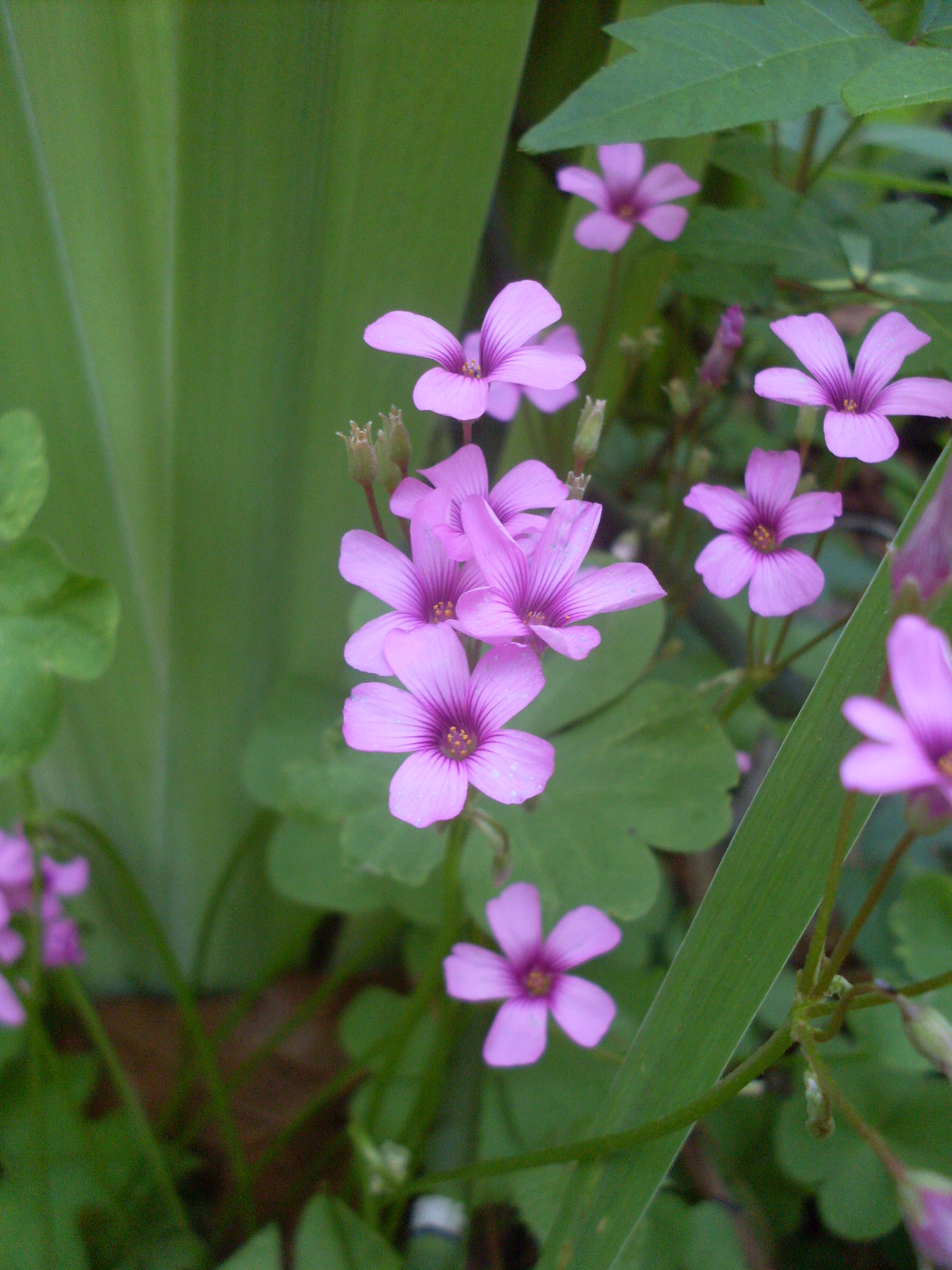 several pink flower buds and a large green leaf