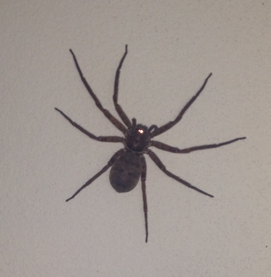 a black spider on the wall in someone's living room