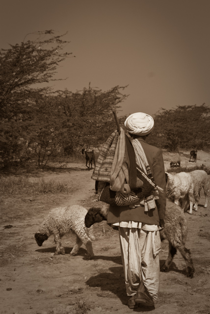 a black and white po of an indian woman holding her hand over her head, and sheep grazing on the land behind her