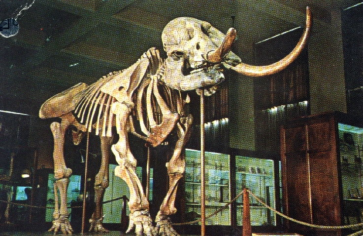 an all terrain dinosaur skeleton in a museum