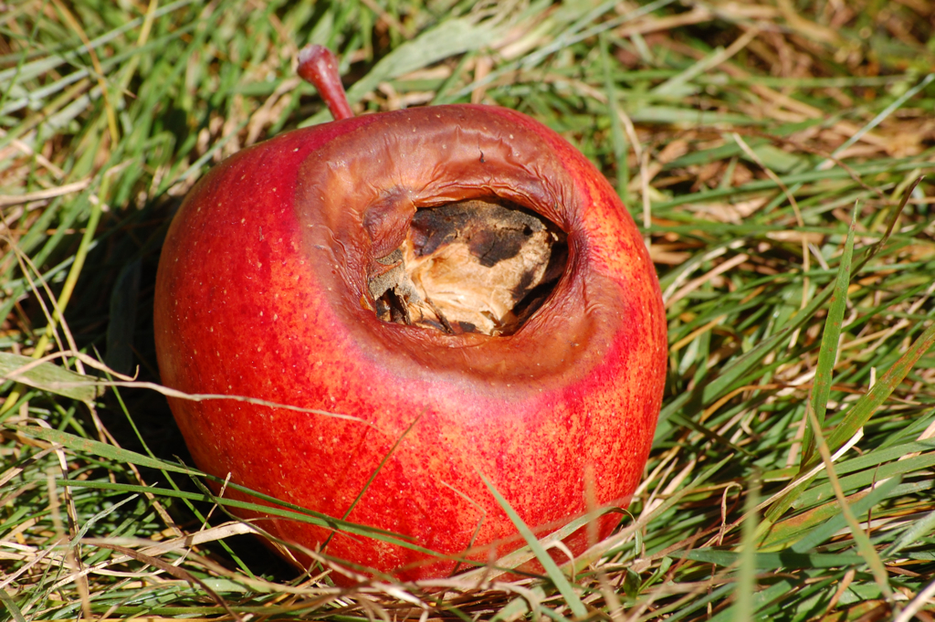 a rotten apple sitting on the ground