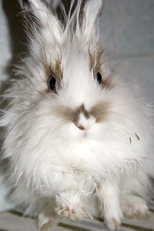 a fluffy white and brown rabbit is looking up