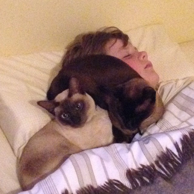a person laying on a bed with two cats