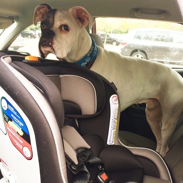 a little white dog is standing next to the baby in his car seat