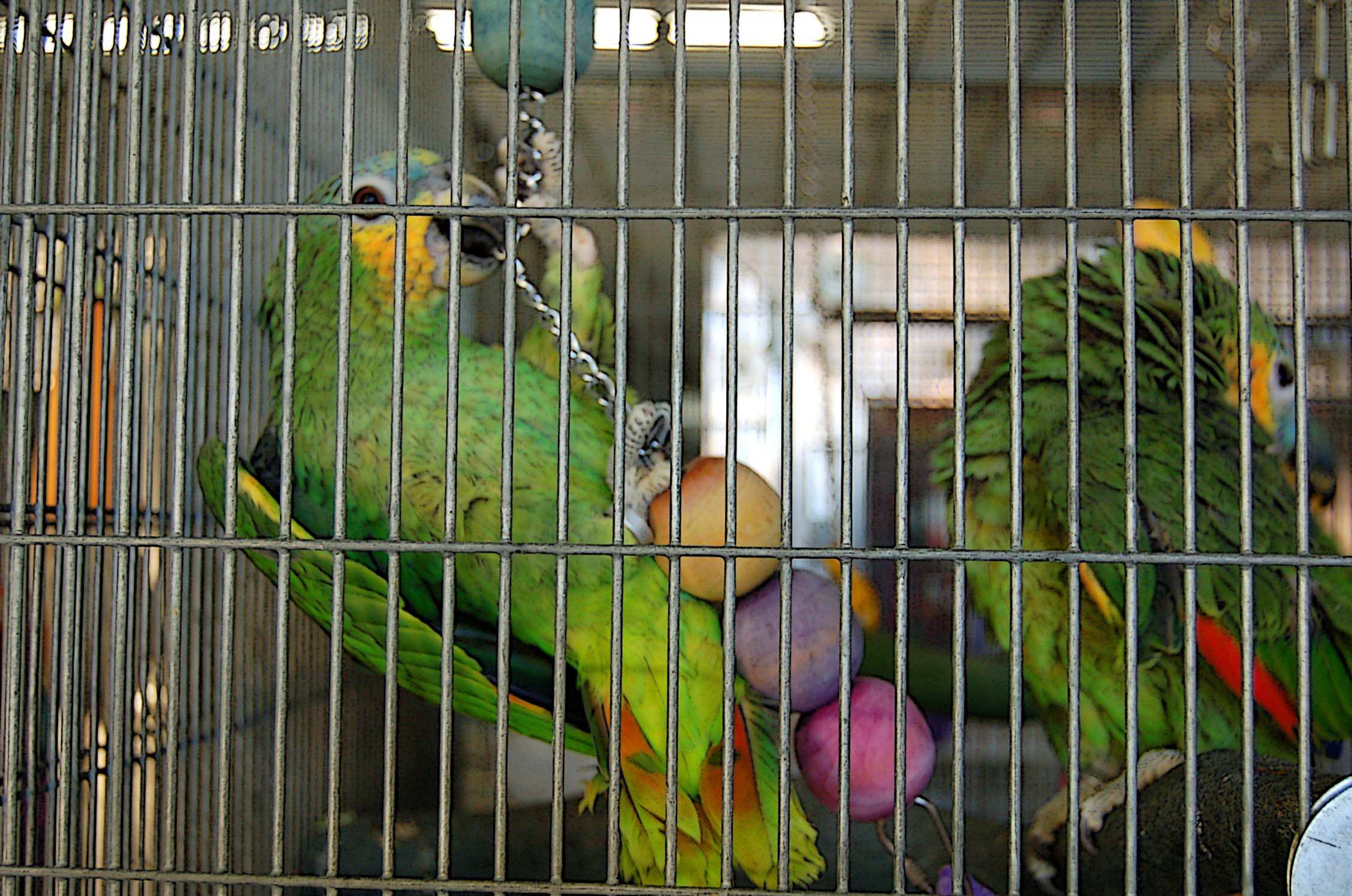 two colorful parrots in a cage with food