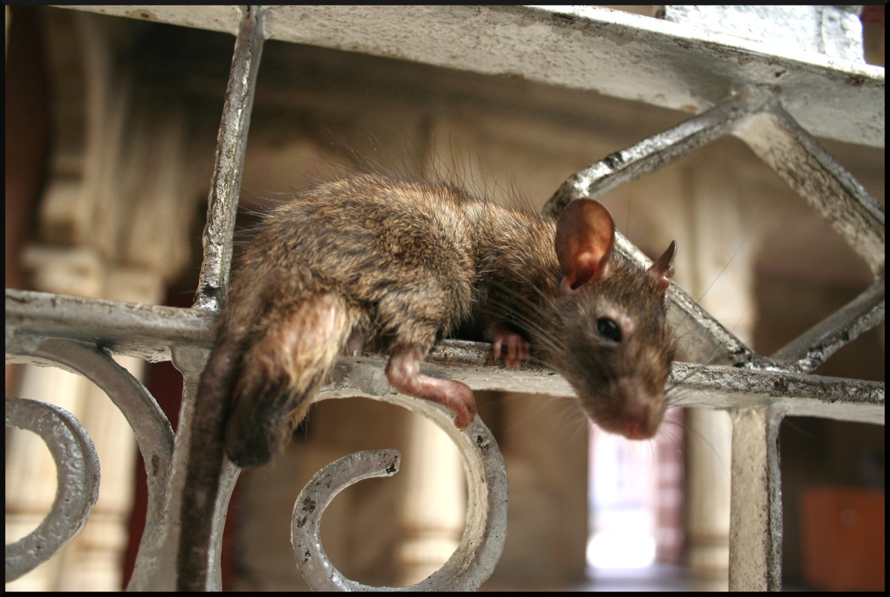 an image of a rat sitting on a piece of wood