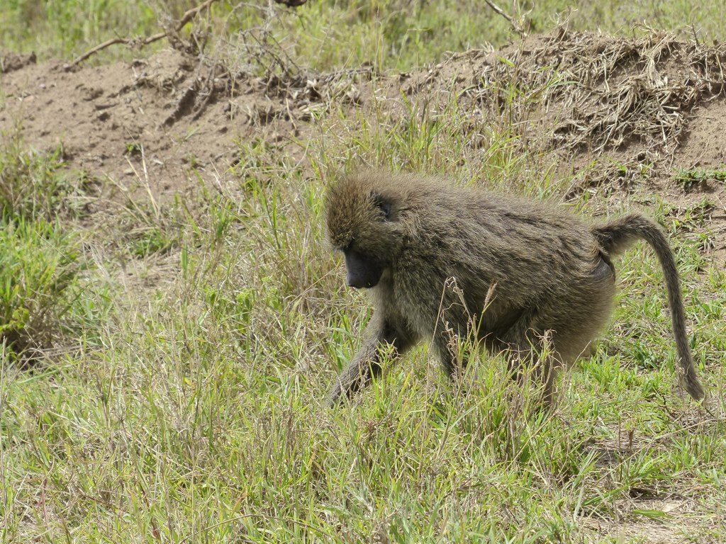 a baboon walking through a field towards a small animal