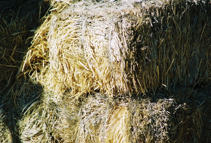 a close up view of hay in the sun