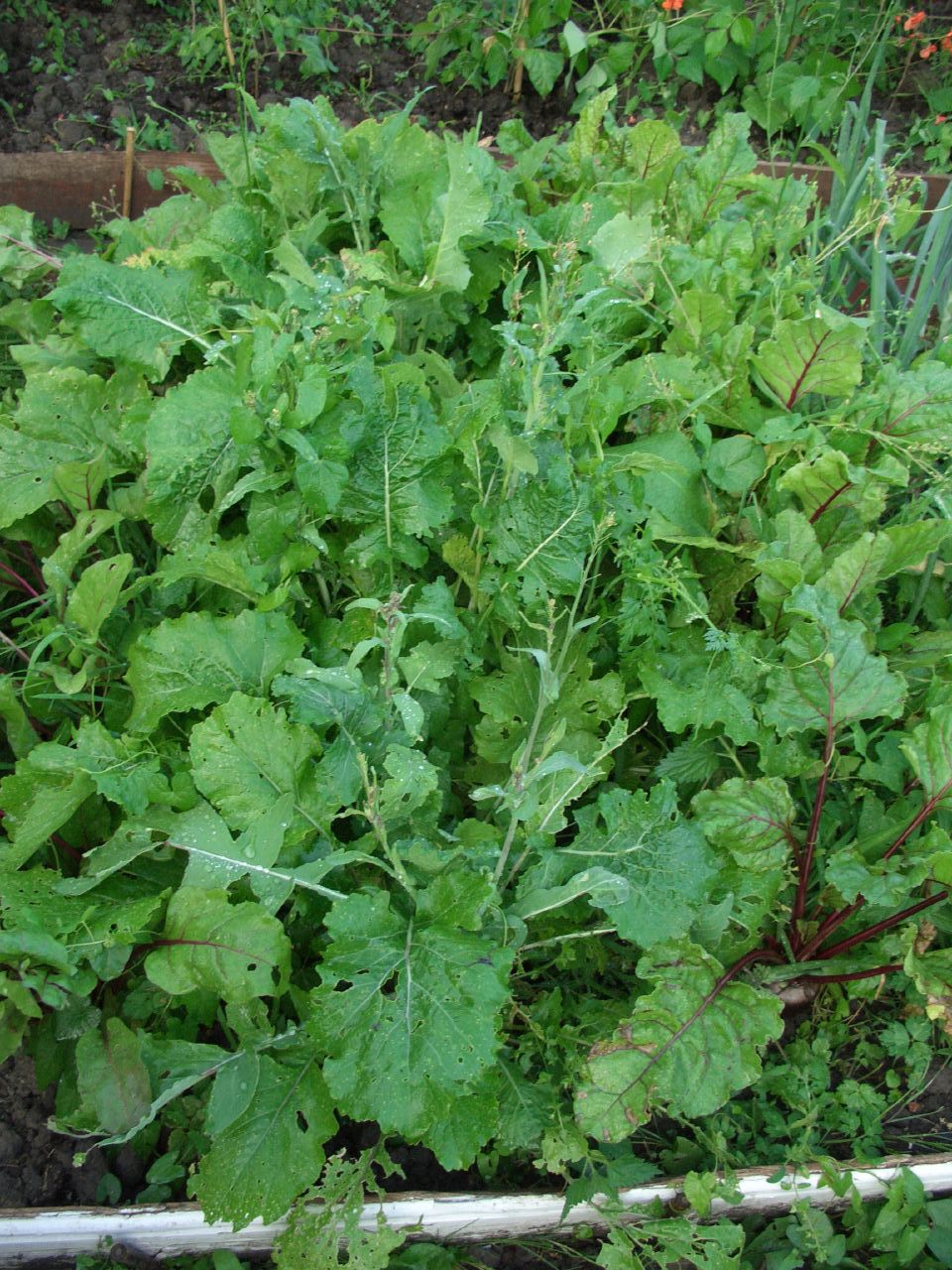 some plants that are sitting on a garden