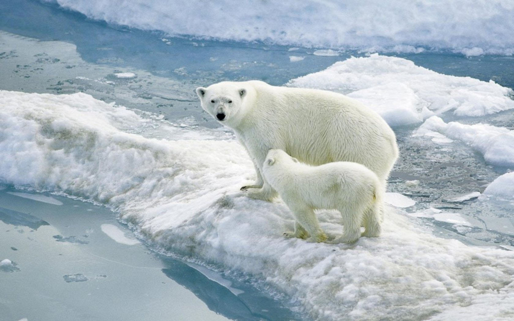 two polar bears are standing on the ice