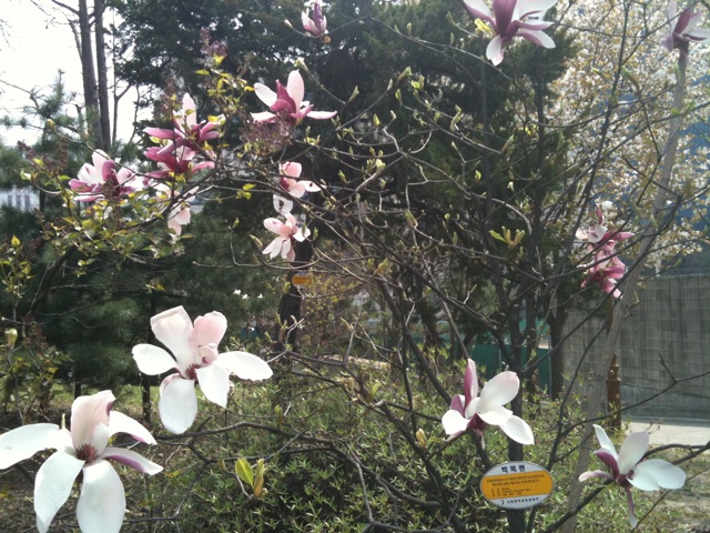 several flowers in front of a forest and sign