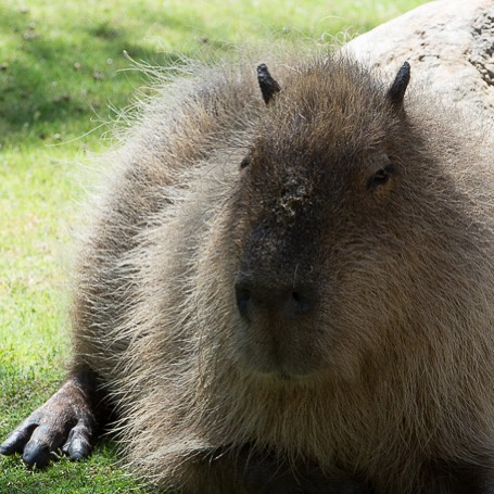 a capybara resting and gazing next to a large rock