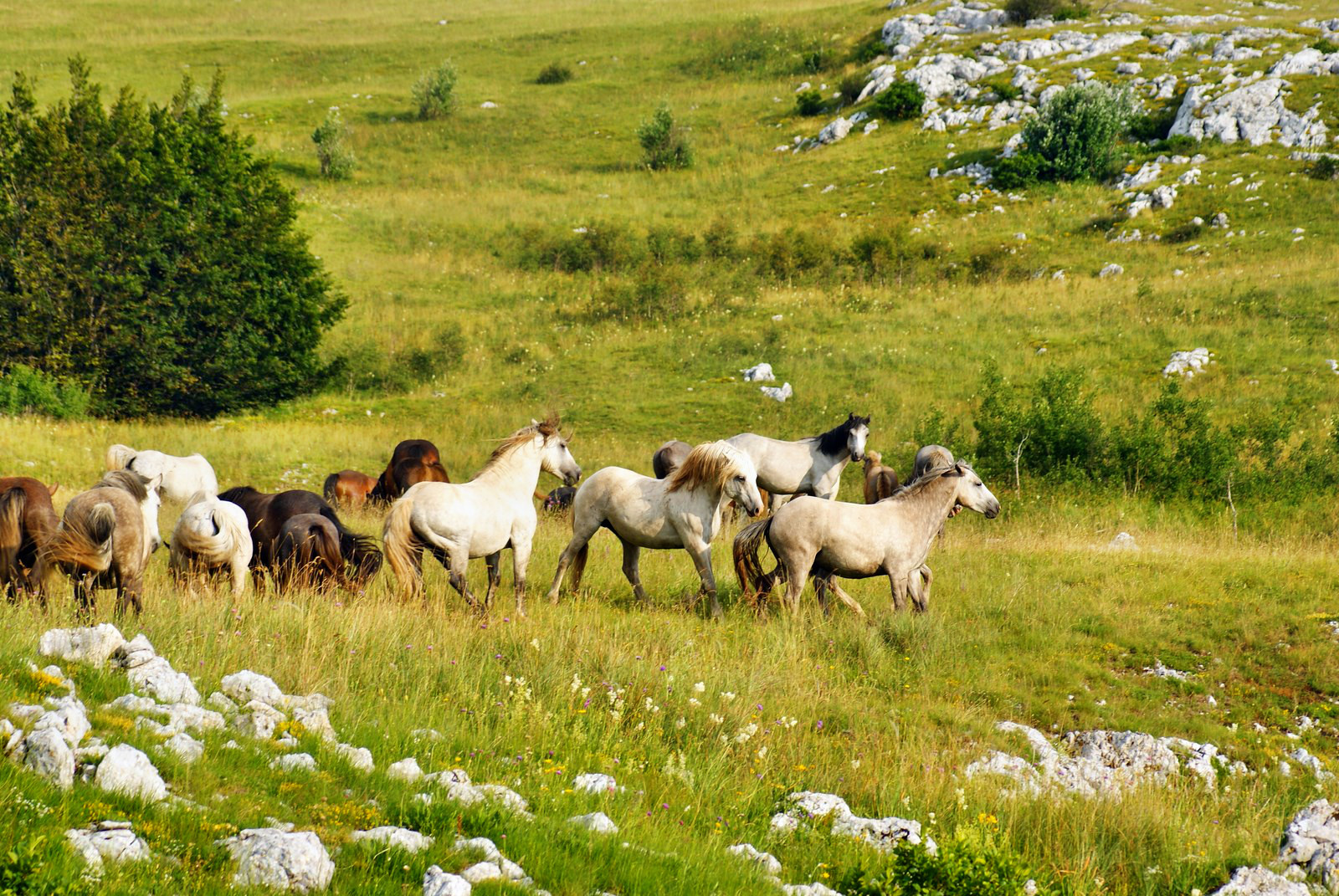 a group of horses grazing on grass in the middle of a field