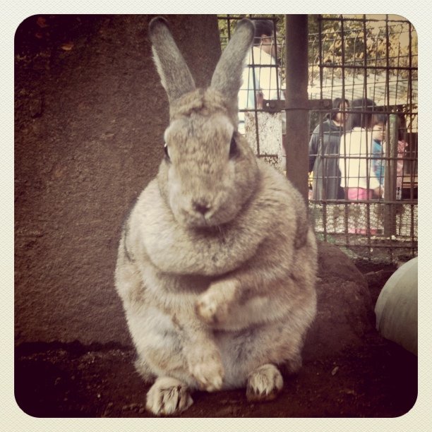 a gray rabbit sits in front of a chain link fence
