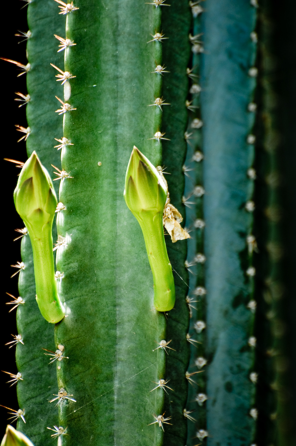 the flowers of the desert plant are hanging on to the stalk