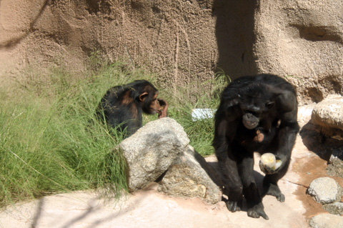 two black monkeys playing with each other and some rocks