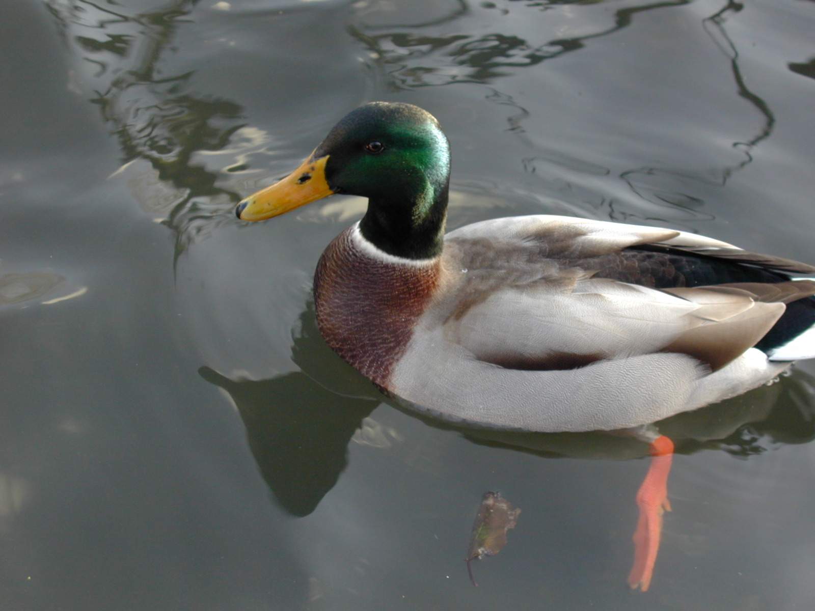 a duck floating in the water by itself