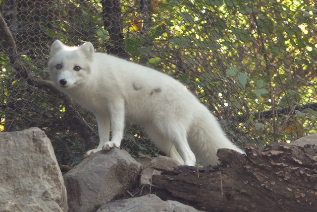 the dog stands on top of rocks in front of a chain linked fence