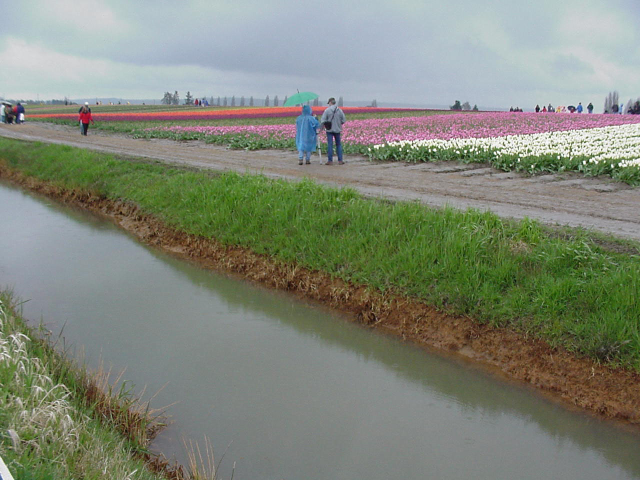 three people with an umbrella looking over a field