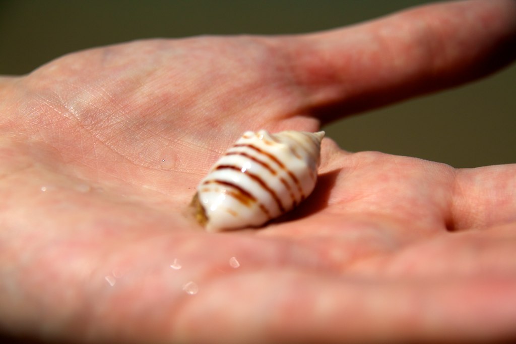 the shell on the palm of a person