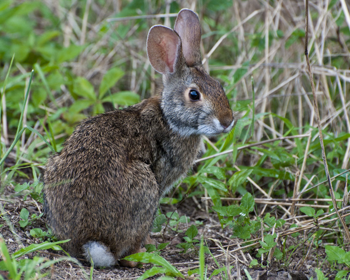 a brown bunny sitting in the middle of some grass