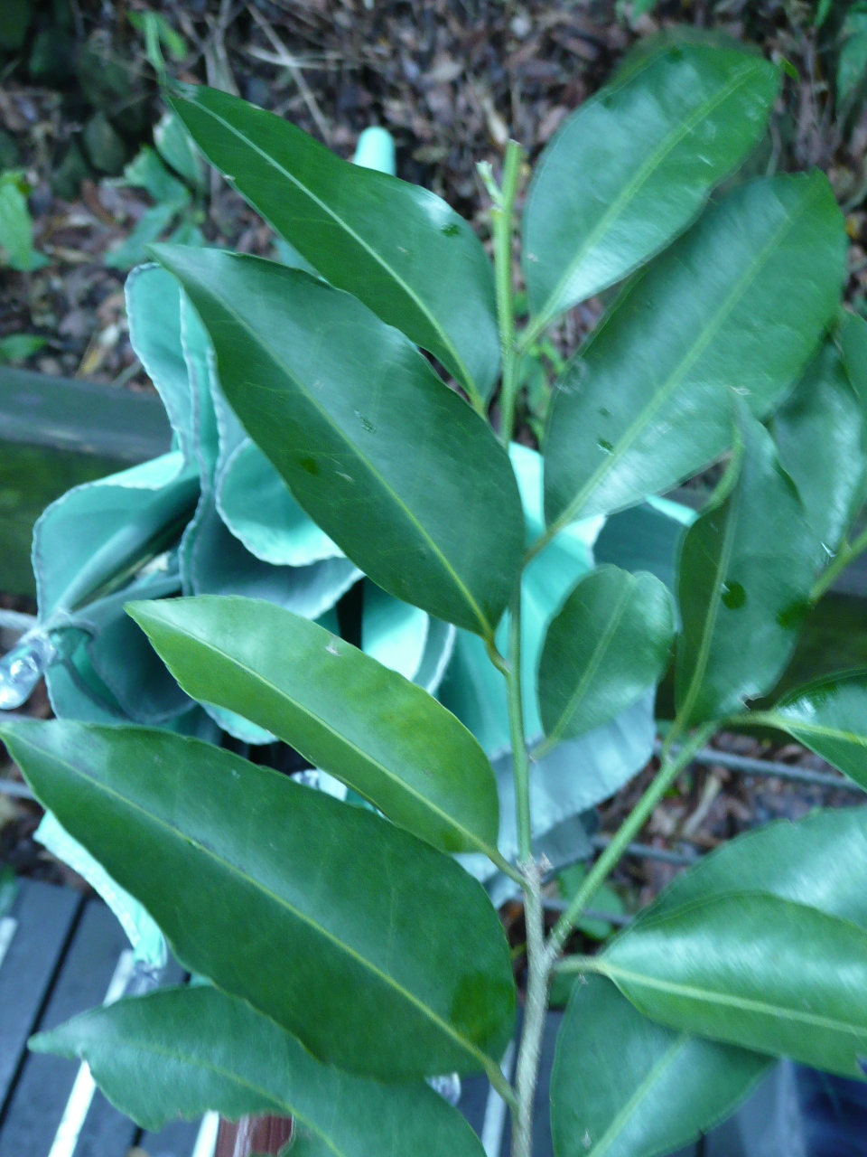 closeup on leaves in outdoor area during daytime