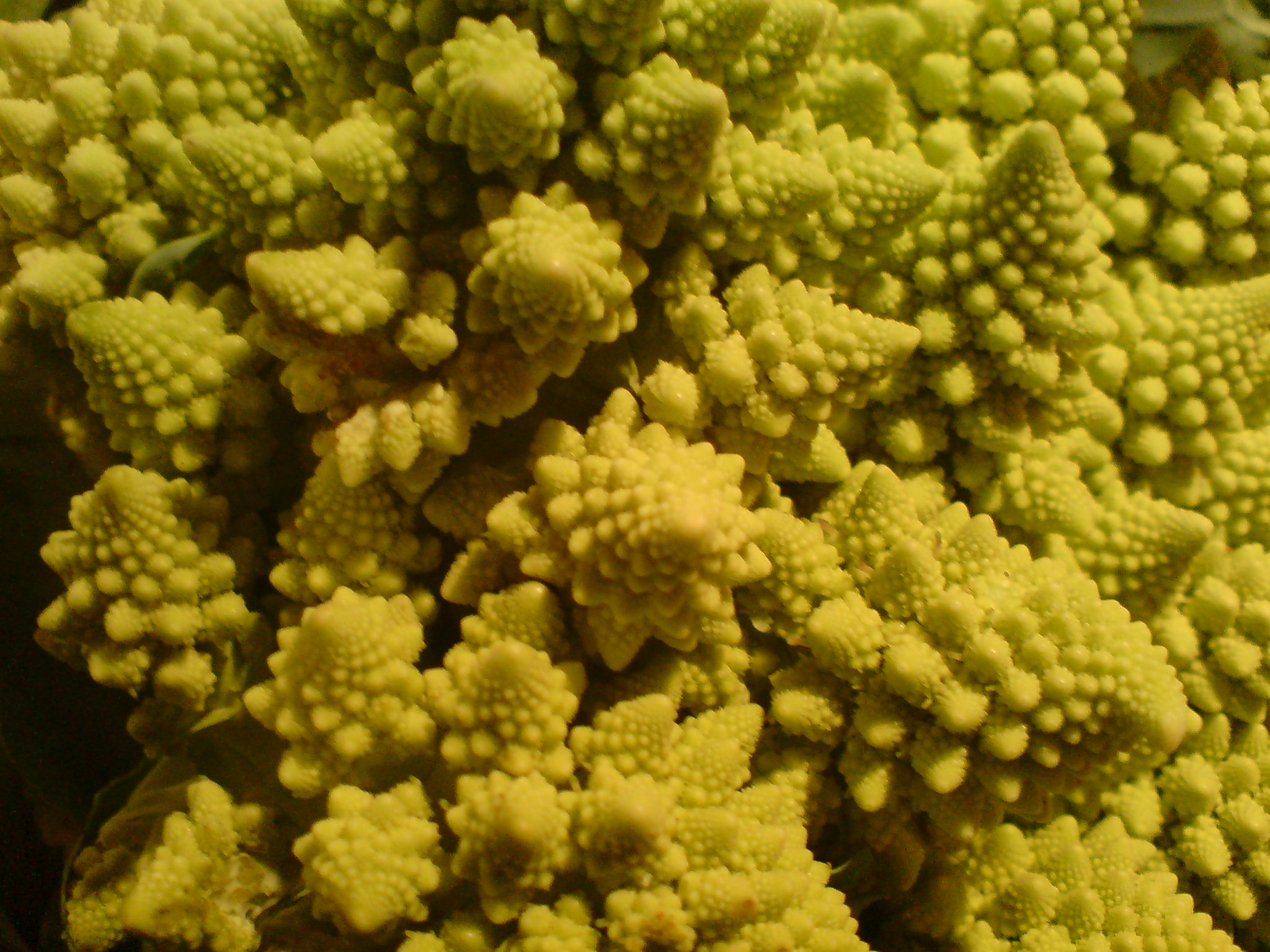 a group of green vegetables growing in a planter