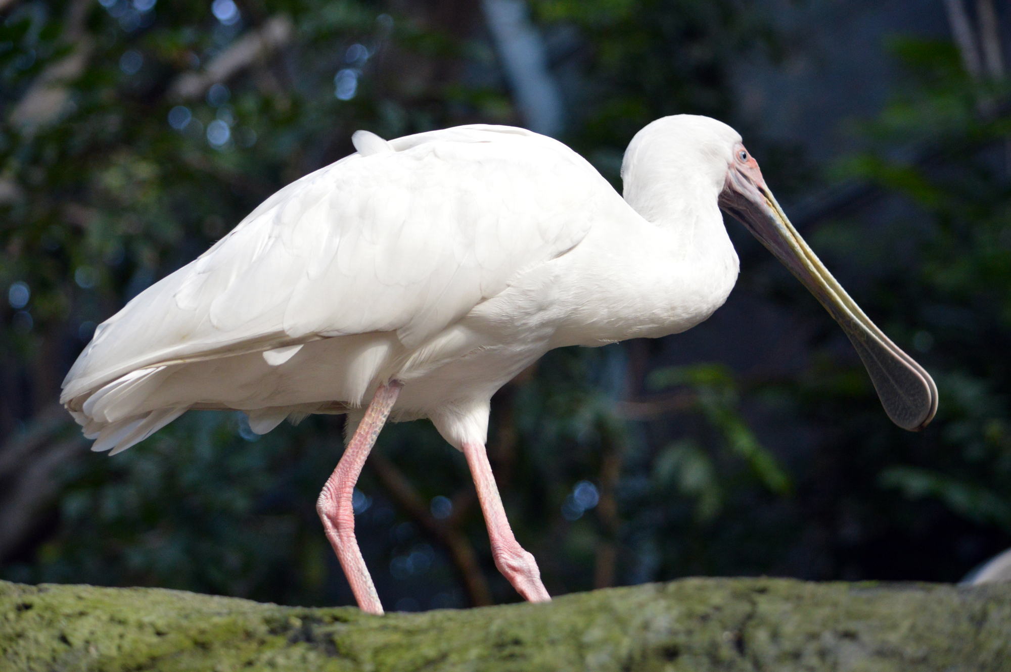 there is a bird with a long neck and beak